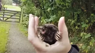 Ever wonder what sound a Mole makes