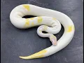 Let s take a look at some amazing Paradox Ball Pythons