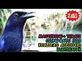 Download Lagu Ciung Batu Gacor Audio - Suara Ciung Batu Gacor Paling Dicari