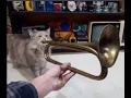 Fukashigi no Carte cat TRUMPET