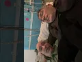Download Lagu Eşkıya Dersim Dağ'ında Hükümdar İken!!! TİKKO Komutanını Ziyaret