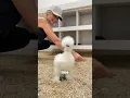 Baby chicks tour their new home for the first time