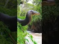 Download Lagu Do not dive into rivers before examining them carefully #snake #anaconda #snakevideo #amazonia