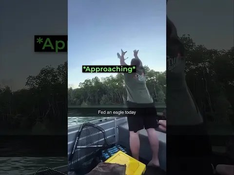 They Fed an Eagle 😰