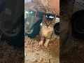Download Lagu Kucing Jepang Gemesin 😹 #japan #reels #animals #catlover #catvideos #miawmiaw