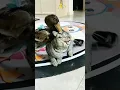 Download Lagu KUCING VS BEBEK #shorts #kucing #viral #kucinglucu #ngakak #lucu #funny