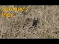 Download Lagu Sprague’s Pipit: Spirit in the Sky