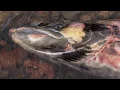 Download Lagu To The Journey's End: The Lifecycle of the Atlantic Salmon