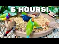 Download Lagu 5 Jam - Burung Finch dan Softbill yang Cantik! Suara burung, kicauan burung dan nyanyian burung