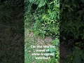 Download Lagu Can you hear the sound of white-breasted waterhen?