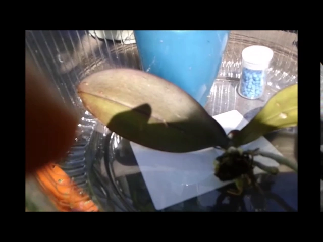 ELIMINANDO LESMAS E CARAMUJOS DAS ORQUÍDEAS