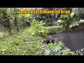 Lagu GREBEK BELUT DIKOLAM LELE YANG MERESAHKAN PARA PETANI