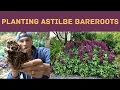 How to Plant ASTILBE Bare Roots