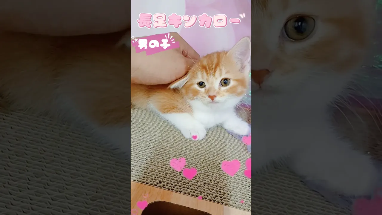 動画