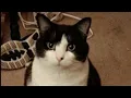 Leigh s Lost and Found Digital Extra Woman reunites with missing cat after moving to Texas