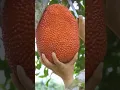 Download Lagu Jackfruit #farming #harvesting #fruit #garden