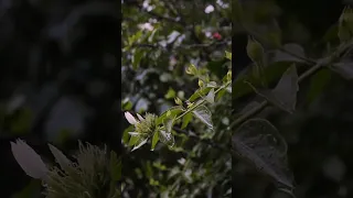 Rain sound