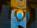 Download Lagu The most relaxing toilet on the ship