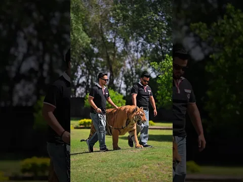 Big Tiger Loves to Walks in Chain | Nouman Hassan