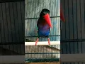 Download Lagu Kasih makan burung tengkek udang #tengkekudang