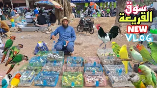 سوق القريعة أجيو نتولعو ونتعرفو على أتمنة مختلف أنواع الطيور حصريا على قناتكم عالم الطيور فرجة ممتعة 