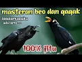 Download Lagu MASTERAN BEO DAN GAGAK NGOMONG ASSALAMUALAIKUM 100℅ JITU GAK LAMA PASTI IKUT NGOMONG