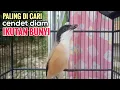 Download Lagu Suara Pancingan Cendet Gacor Di Pagi Hari Toet toet Paling Di Cari Buat Cendet Diem Ikutan Bunyi
