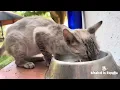 Download Lagu LILY THE CAT with blue eyes🐈‍⬛🐈🐈‍⬛🐈