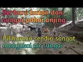 Download Lagu Suara anjing berburu monyet di atas pohon dan pingiran sungai