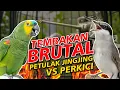 Lagu MASTERAN PETULAK JINGJING VS PERKICI TEMBAKAN BRUTAL SUARA JERNIH ADA JEDA