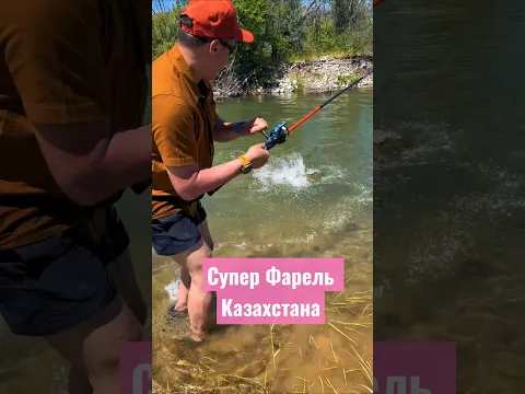 В Казахстане особенная форель. Видео от @Bakoshi080