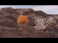 Lannka - Daraxa (Derun Remix) [Organic House / Scorpios Music]