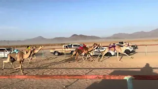 الشوط الرئيسي قعدان المفاريد 1500م القادح متعب بن نايف الجهني  الشوط الرئيسي قعدان المفاريد 1500م القادح متعب بن نايف الجهني