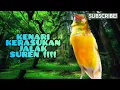 KENARI rasa JALAK SUREN || Masteran jahat°°Cengkoknya menakutkan#kenari #kenarigacor #jalaksuren