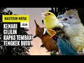 Download Lagu Masteran Murai Isian Kapas Tembak, Cililin, Cucak Jenggot, Tengkek Buto