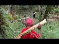 TEBANG UMBUT PANTU DI LERENG BUKIT CURAM // GANDINGAN MANTAP AYAK BRO DAN AYAK LANTANG // 