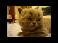 Cat Tired Gif 1minute