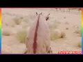 Lagu #animals​​ #nature​​ #donkey​​ #cow #uk #tharparkarbeauty​​ #funny​​ #usa #wildlife​​ #uk #tharpaker