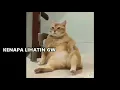 Download Lagu KUCING GENDUT DAN LUCU VERSI GOTEACH