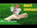 10 Bantam Chickens And Roosters Kikirikis Part 1 BBTV Wildlife Documentary
