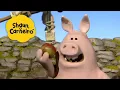 Download Lagu 🐑Shaun, o Carneiro [Shaun the Sheep] Poder do porco 🐑 Hora Especial🐑| Cartoons Para Crianças