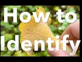How To Identify Chanterelles and Poisonous Look-Alikes