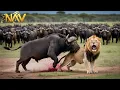 Download Lagu SOUTH AFRICA | Survival on the Big Five Plains | Wild Animals