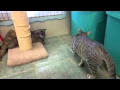 Crazy Kittens