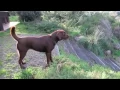 labrador barking in defense of territory on dogdownunder com