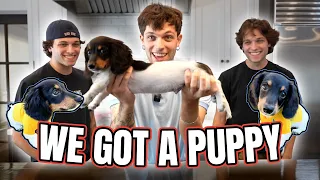 WE GOT A DOG !!!