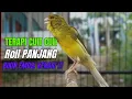 Download Lagu SUARA BURUNG Kenari GACOR PANJANG INI Cocok untuk Masteran KENARI PAUD dan Kenari Macet BUNYI