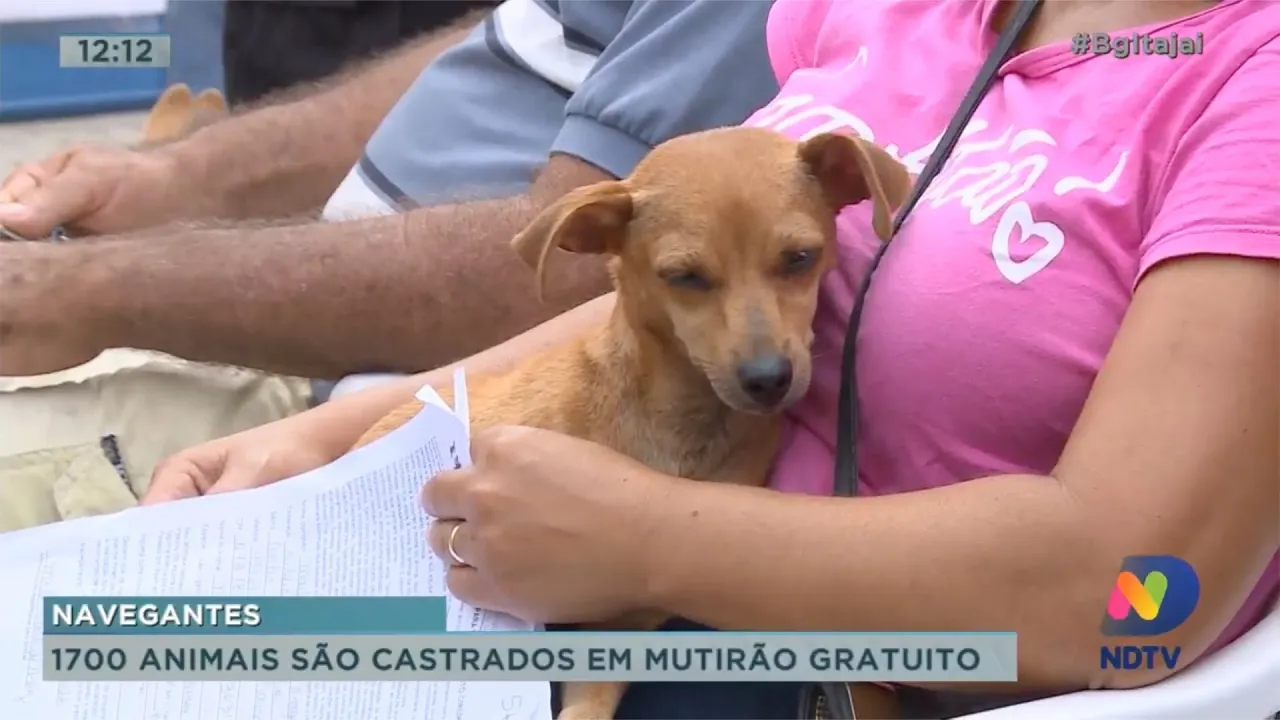 1700 animais são castrados em mutirão gratuitos em Navegantes