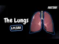 Lungs Function Parts Pleura Recesses - Anatomy