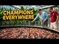 Inside America s Most Renowned Private Koi Collection Champion Koi Facility Part 2